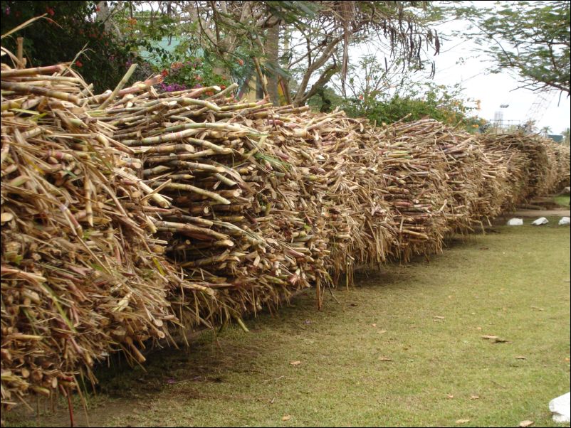 DSC01753_sugar train